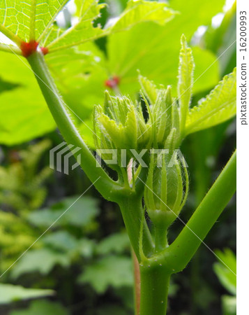 Baby Okra Baby Okra 16200993