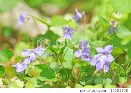 開花在森林裡的春天花 開花在森林裡的春天花 16201398