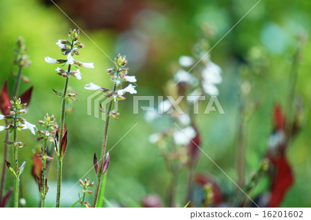 Salvia Salvia 16201602