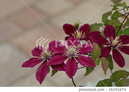 Nioba花 Nioba花 16201674