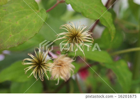 After Niobe flower 16201675