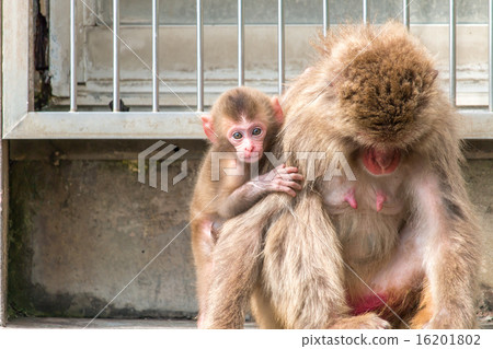 A monkey A monkey 16201802
