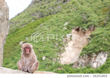 A monkey A monkey 16201803
