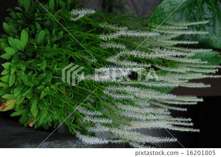 An elongated flower stalk is erected, and a white flower like a brush is attached to the tip. An elongated flower stalk is erected, and a white flower like a brush is attached to the tip. 16201805