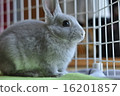 hare, rabbit, an egg 16201857