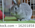 hare, rabbit, an egg 16201858