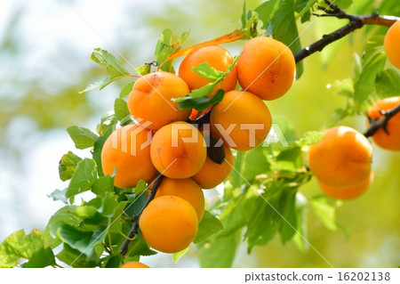Apricot 16202138