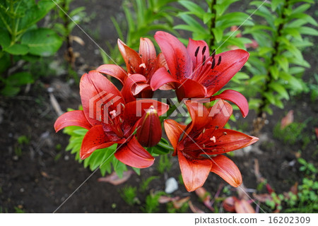 Lily Lily 16202309