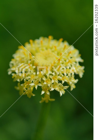 Santorinas盛開 16202339