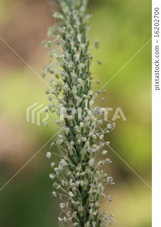 蚤草花02 16202700