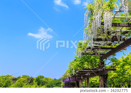 紫藤 紫藤 16202775