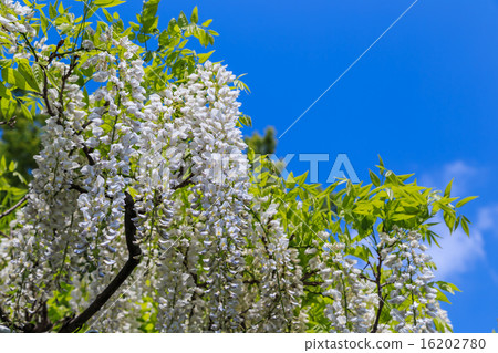 Wisteria 16202780