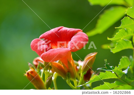 November quizzler in full bloom 16202866