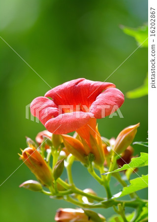 November quizzler in full bloom 16202867