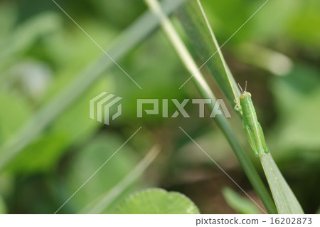 毛蟲幼蟲05 16202873