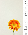 春夏花橙色非洲菊② 16202933