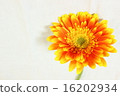 春夏花橙色非洲菊③ 16202934