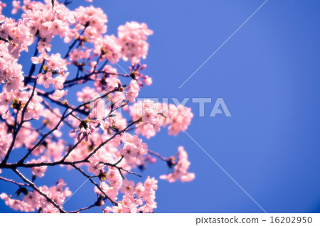 戶外 櫻花盛開 櫻桃樹 16202950