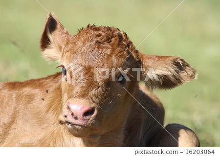 calf 16203064
