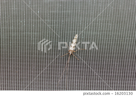 Adult worm of a whale-feather-toothed beetle 16203130