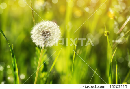 dandelion flower on a green background dandelion flower on a green background 16203315