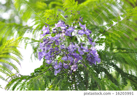 Jacaranda 16203991