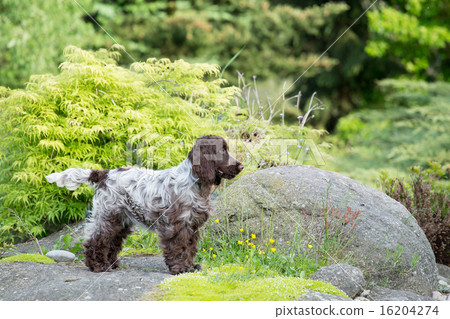 outdoor portrait of english cocker spaniel 16204274