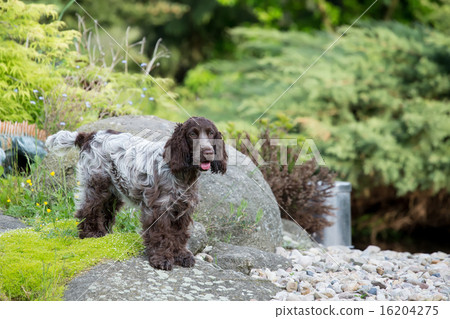 outdoor portrait of english cocker spaniel 16204275