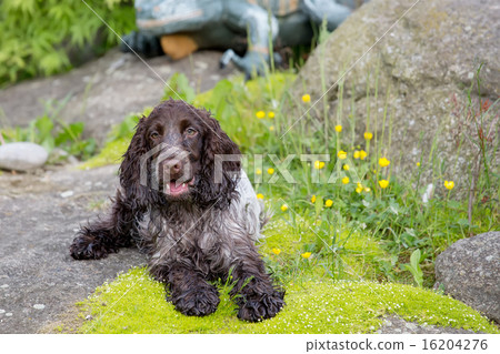 outdoor portrait of lying english cocker spaniel 16204276