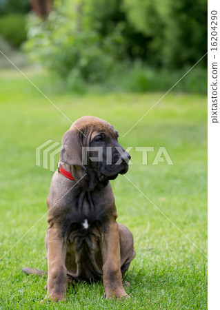 young puppy of Fila Brasileiro (Brazilian Mastiff) 16204290