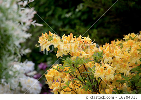 Yellow azalea, Rhododendron bush in blossom 16204313