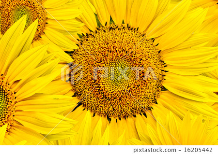 sunflower background 16205442