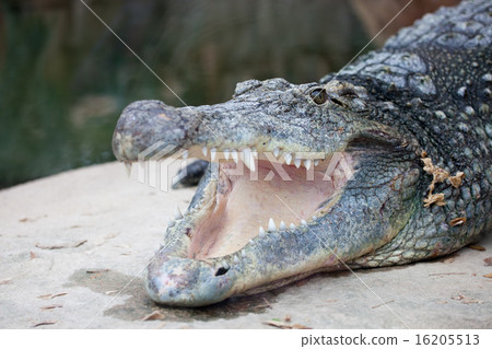 Nile Crocodile with Open Mouth 16205513