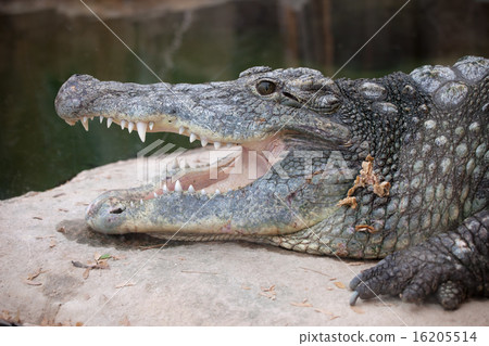 Nile Crocodile Head Closeup 16205514