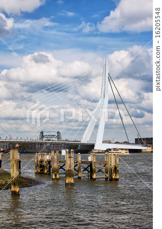 Erasmus Bridge in Rotterdam 16205548
