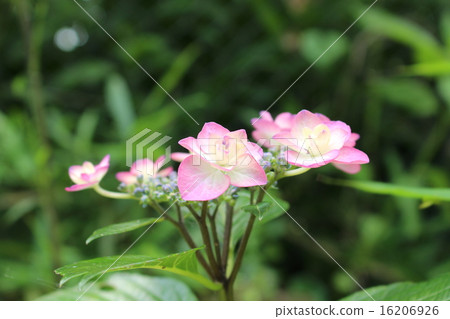 粉紅色的繡球花 粉紅色的繡球花 16206926