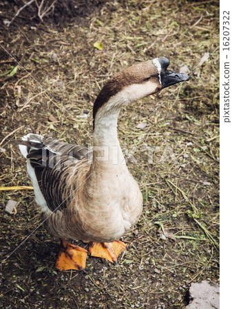 One domestic goose on the farmyard 16207322