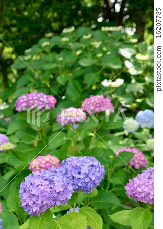 Hydrangea hydrangea in early summer 16207785