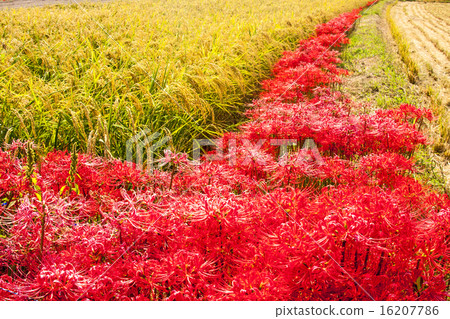 A cluster amaryllis of North Saga 16207786