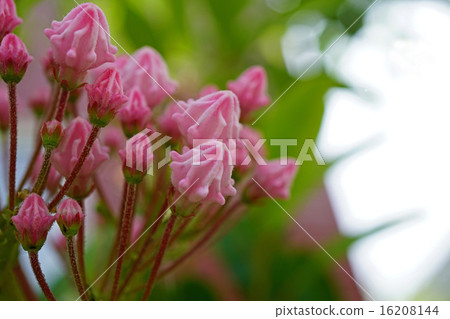 Kalmia just before flowering Kalmia just before flowering 16208144
