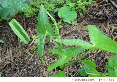 Omodaca of the rainy season Omodaca of the rainy season 16208145