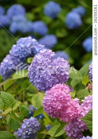 Hydrangea that begins to bloom 16208161