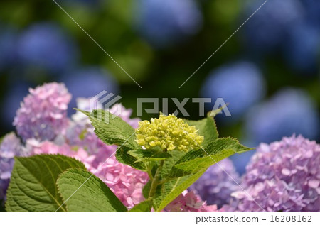 繡球花開始綻放 16208162