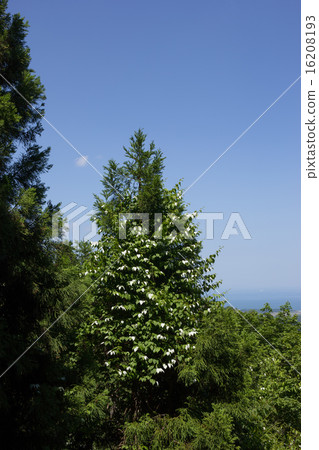 Matatabi tangled with trees 16208193