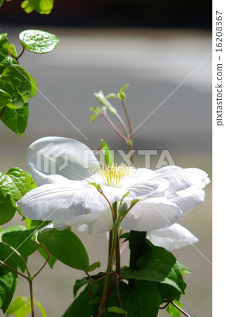 White Clematis vertical image White Clematis vertical image 16208367