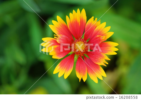 蓋拉迪亞 蓋拉迪亞 16208558