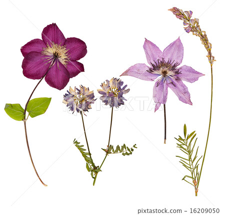 Set of wild dry pressed flowers and leaves 16209050