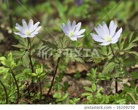 Chrysanthemums 16209250