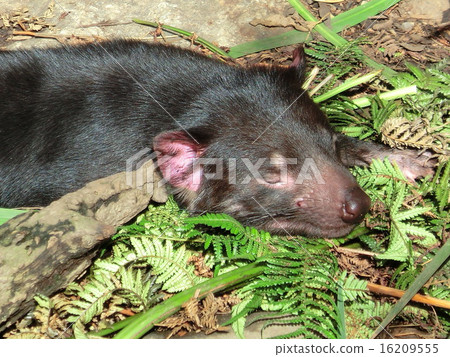 Tasmanian Devil 16209555