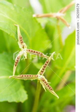 Violet seeds 16209579